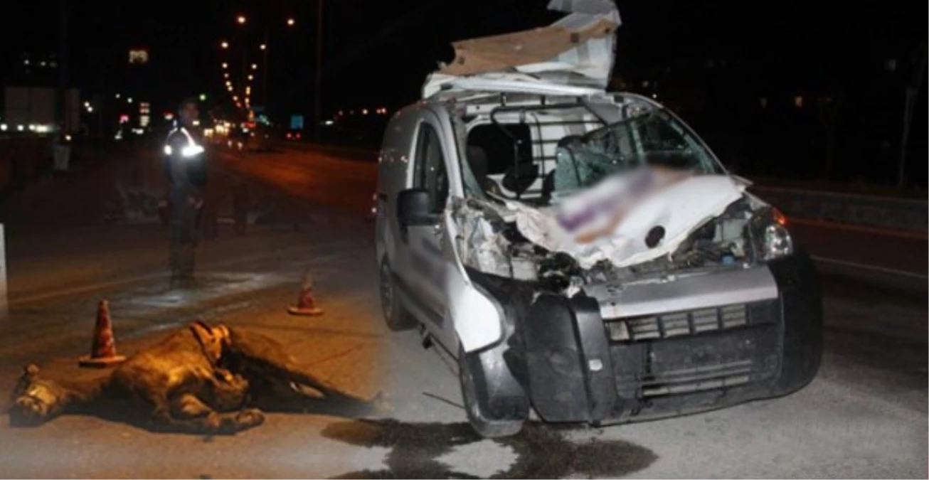 Aydın İncirli\'de Otomobil Ata Çarptı: 2 Yaralı