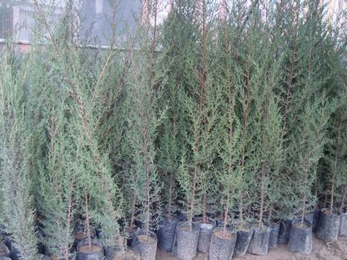 Silifke\'den Yavru Vatana 30 Bin Fidan