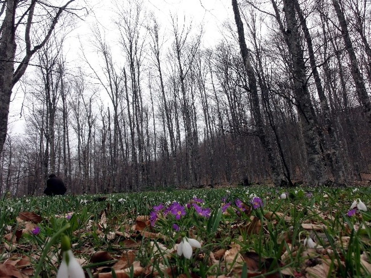 Çuha Çiçeği (Primula) Orman Ürünleri Envanterine Girdi