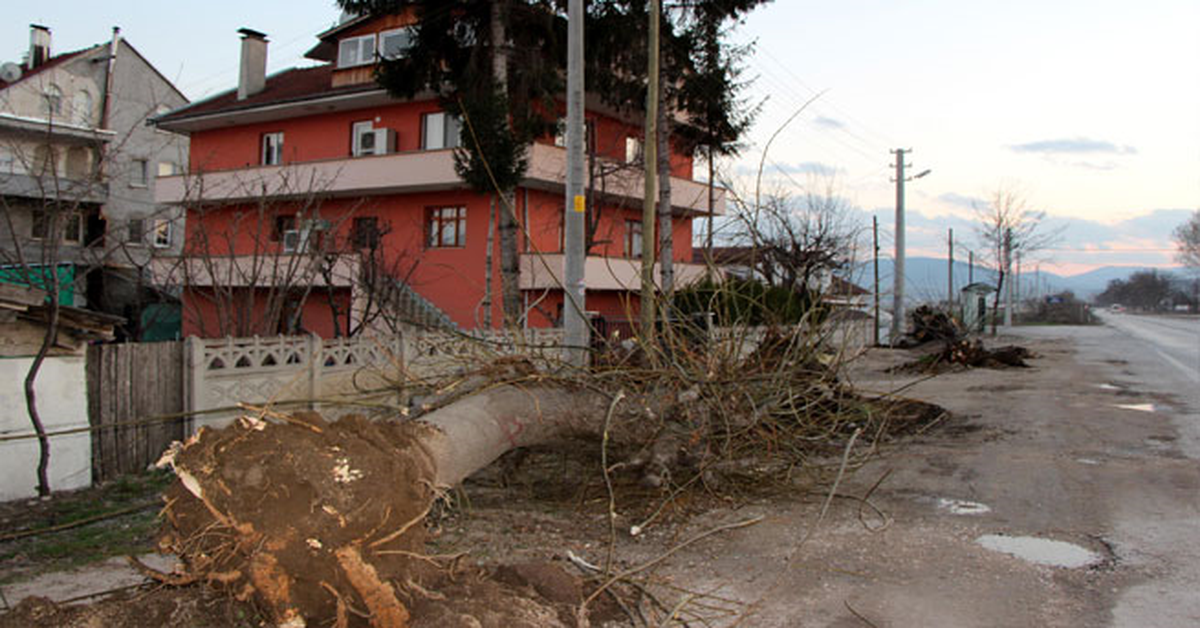 Duble Yol Çalışmasında Ağaçlar Söküldü