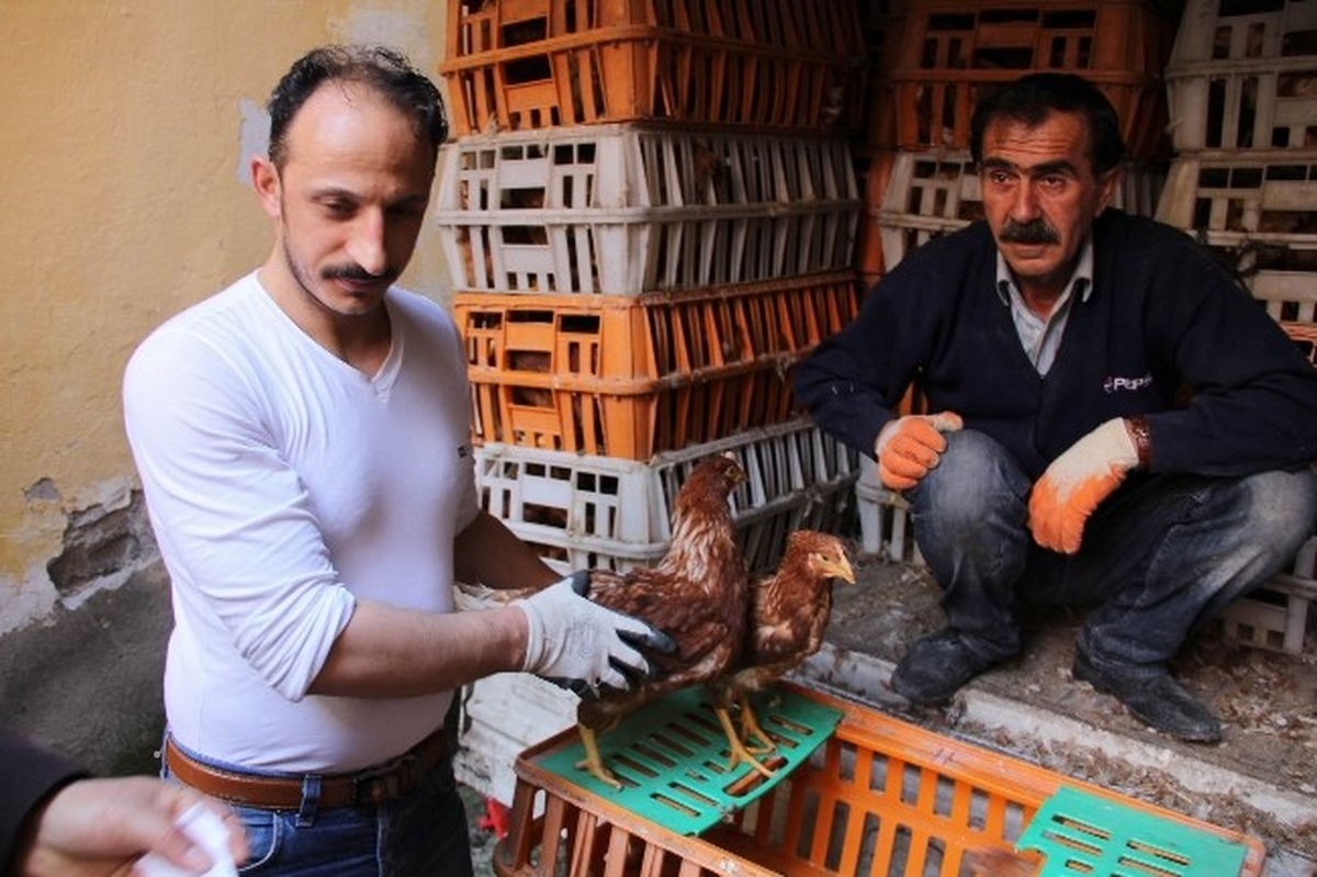 Ordu\'da Köy Yumurtası İçin Tavuk Dağıtıldı