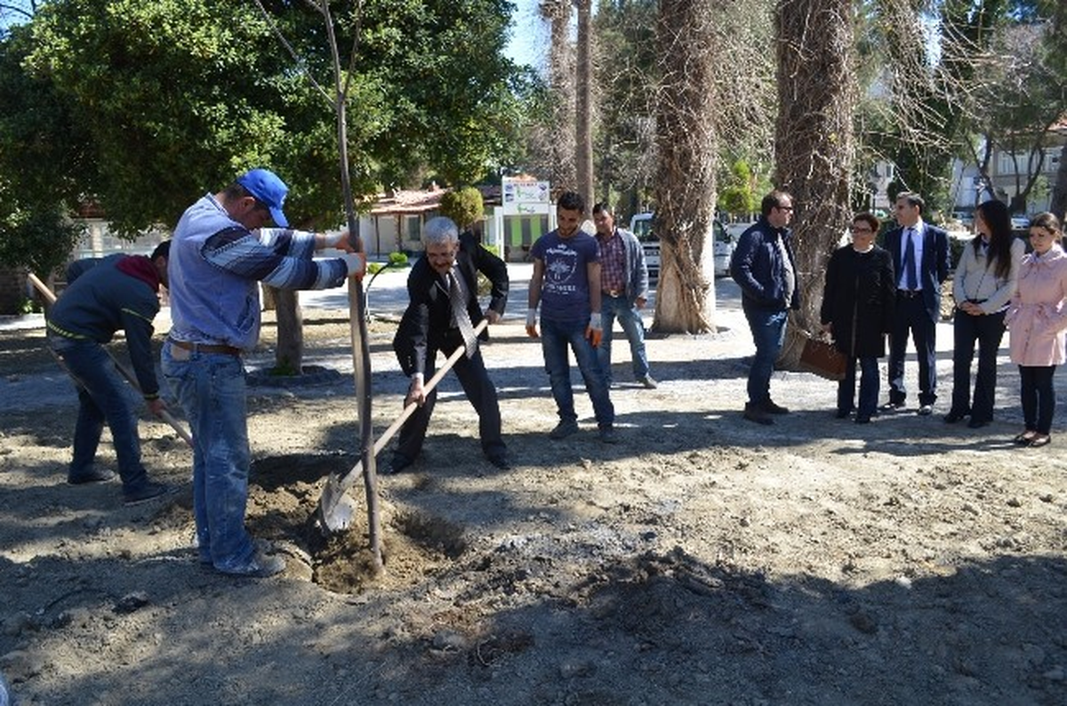Söke Atatürk Parkı\'na 70 Yeni Ağaç Dikildi