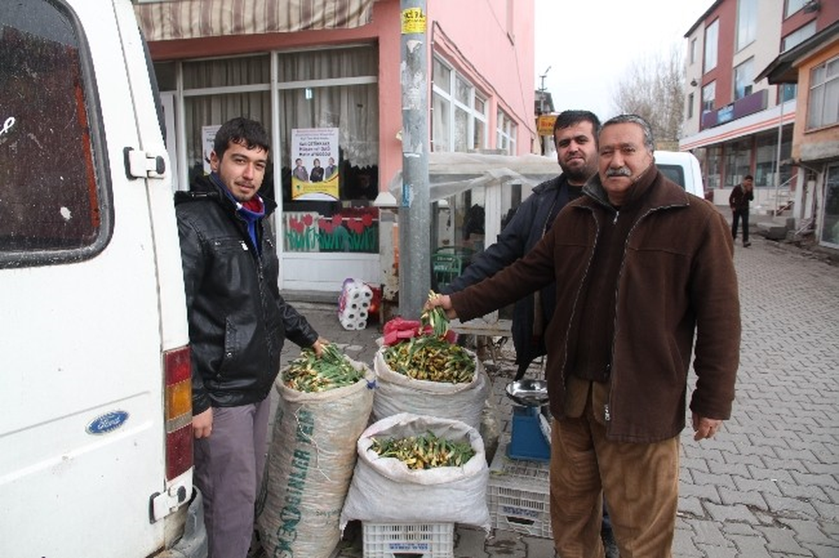 Varto\'da Gülbahar Bitkisi Tezgahtaki Yerini Aldı