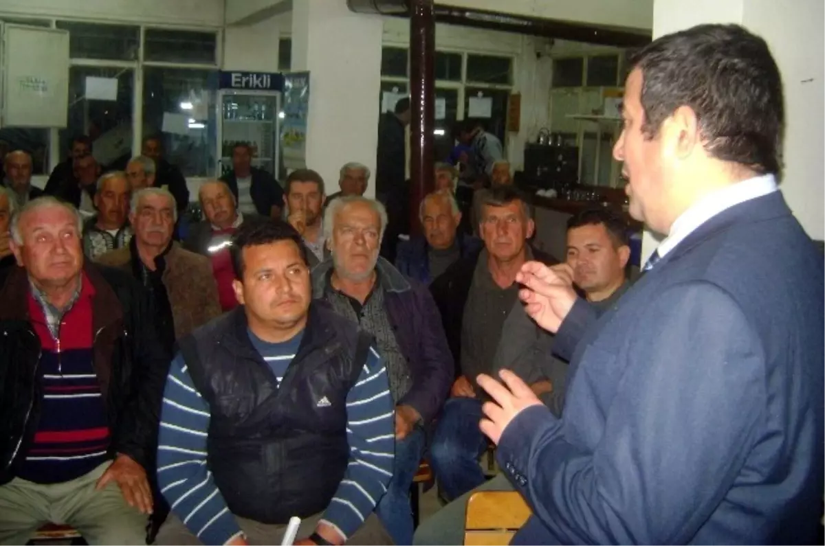 Zeytin Dal Kanseri Didim Bölgesini Tehdit Etmeye Başladı