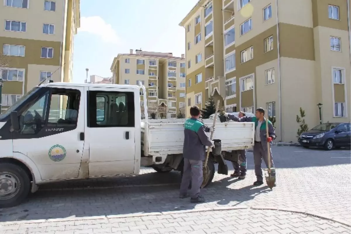 Gölbaşı TOKİ'ye 2 Bin Gül
