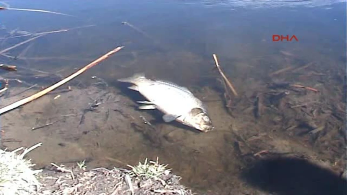 Posof\'ta Toplu Balık Ölümü