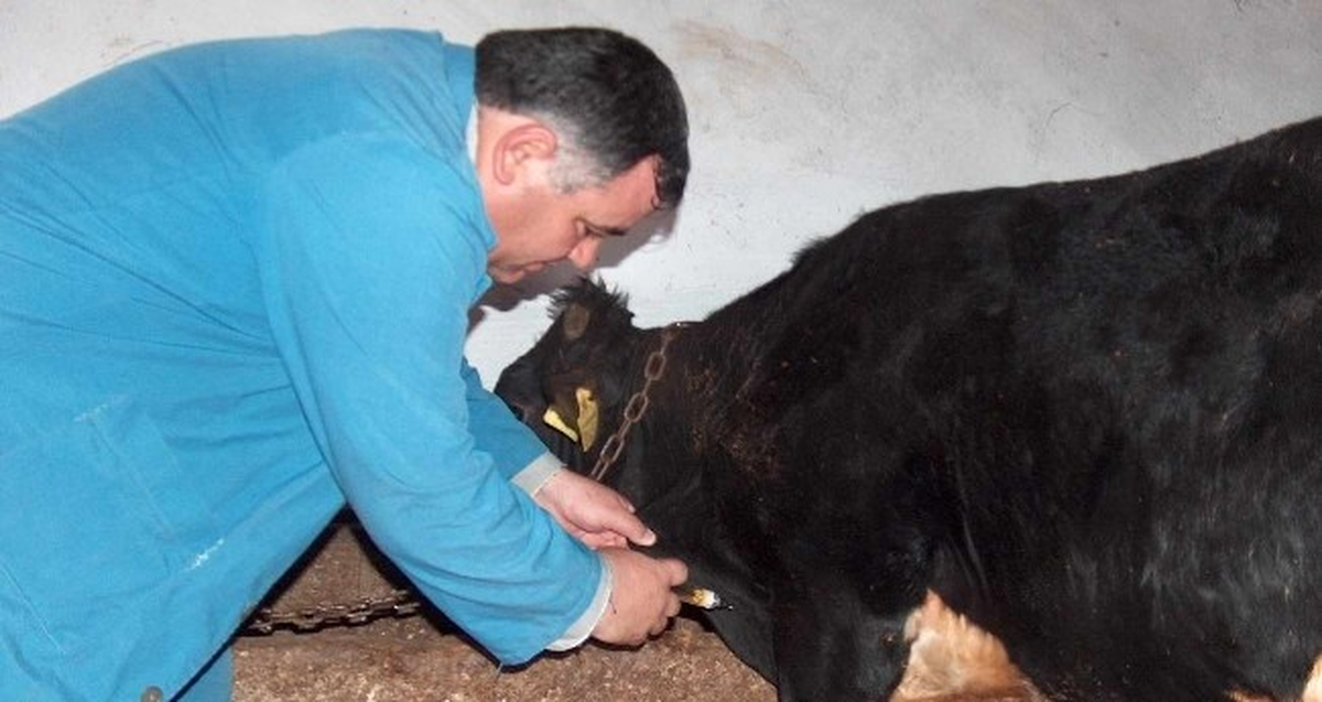 Bahar Dönemi Şap Aşılama Kampanyası Başlıyor