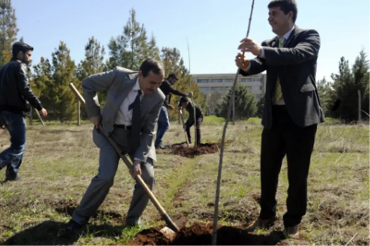 Dicle Üniversitesi Kampüsü Yeşillendirmeye Devam Ediyor