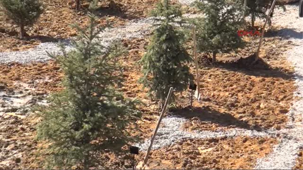 Zonguldak\'ta Cumhurbaşkanı Abdullah Gül Ormanı Oluşturuldu