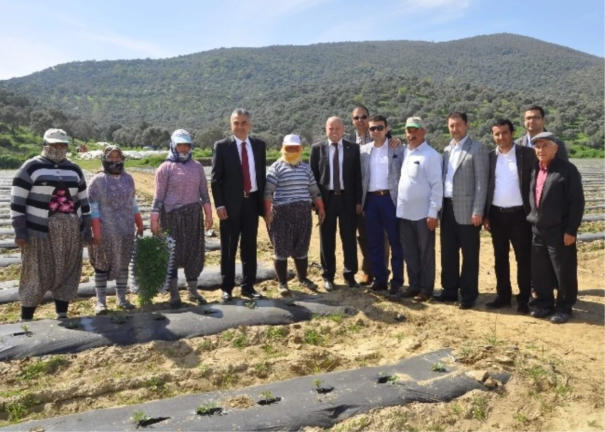 Savaş: "Bu İş Tamamdır Artık Gümbür Gümbür Geliyoruz"