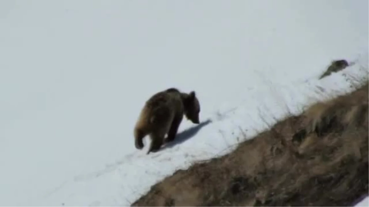 Yiyecek Arayan Ayı Amatör Kameraya Yansıdı