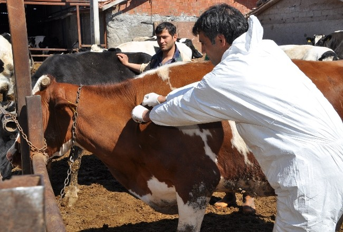 Aksaray\'da Şap Aşısı Kampanyası Başladı