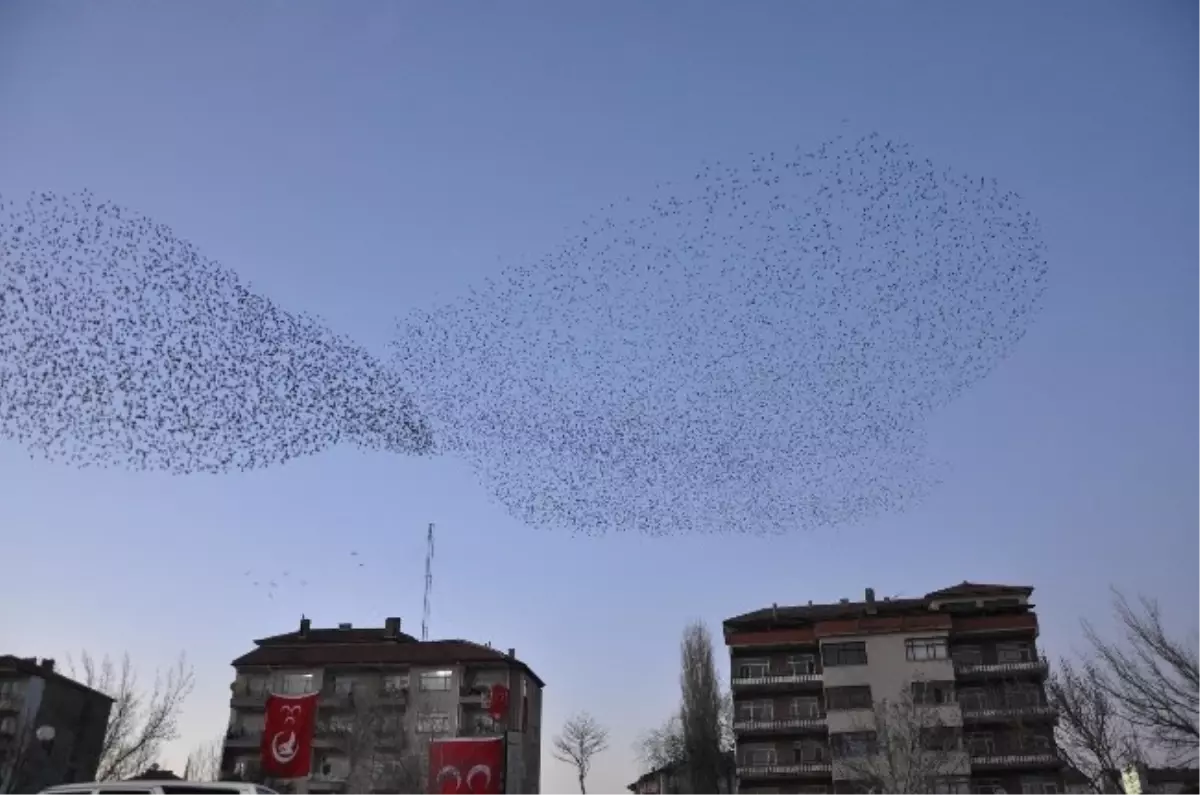 Sığırcık Kuşlarının Akşam Şovu