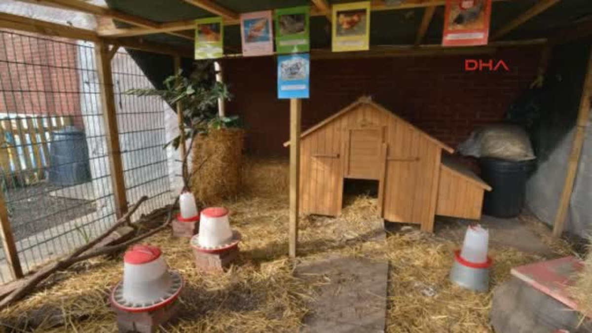 Kümesteki Tilki Böyle Yakalandı