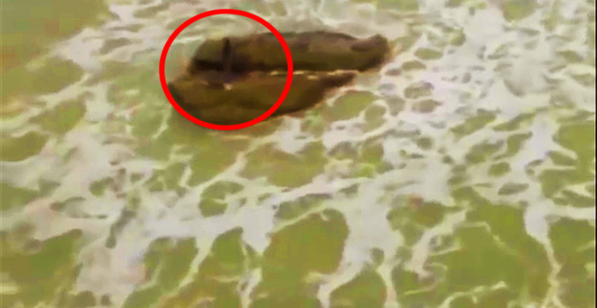 Deniz Kızı Görüntülendi mi?