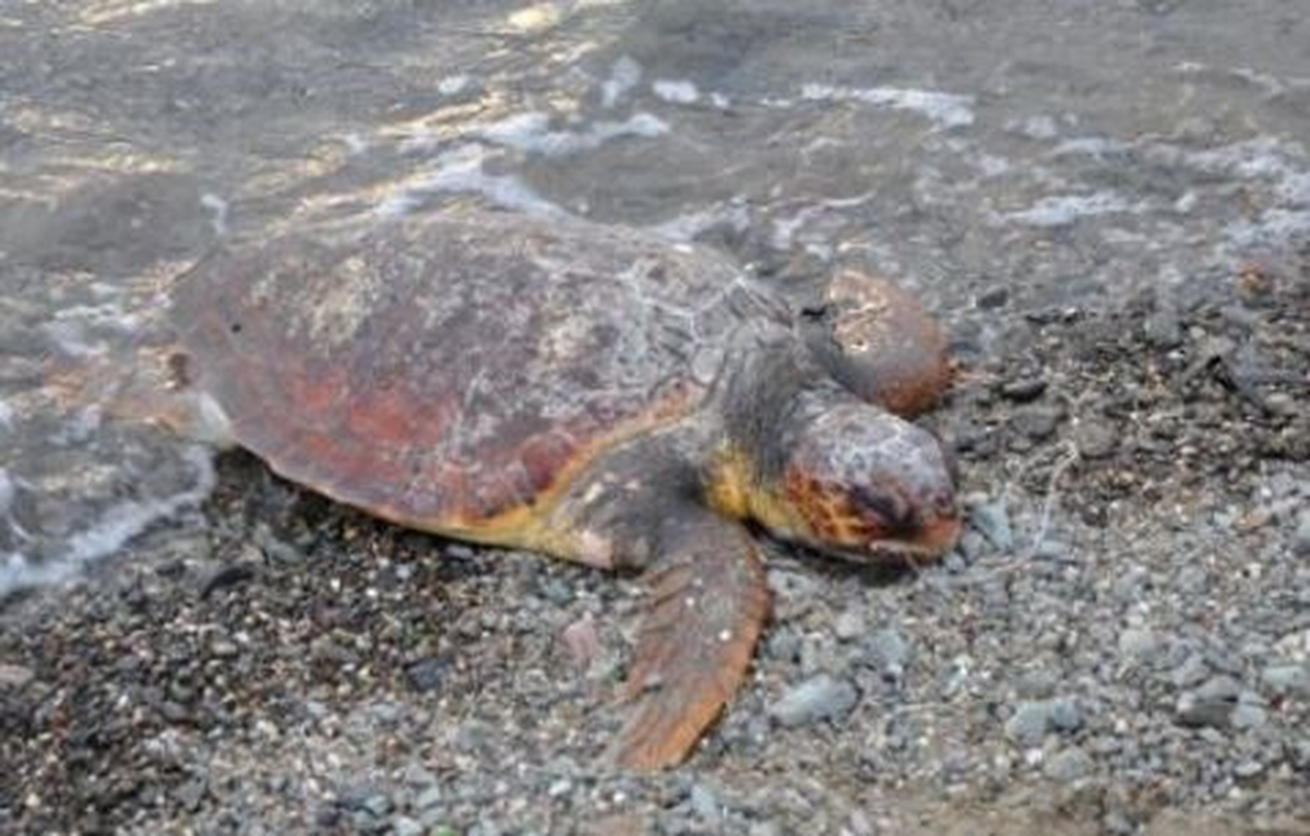 Kuşadası\'nda Sahile Ölü Caretta Caretta Vurdu