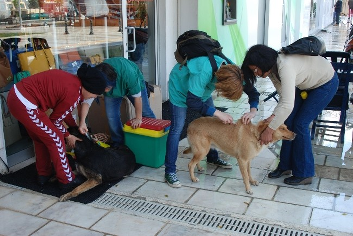 Bodrum\'da Sokak Hayvanları Sokakta Aşılandı