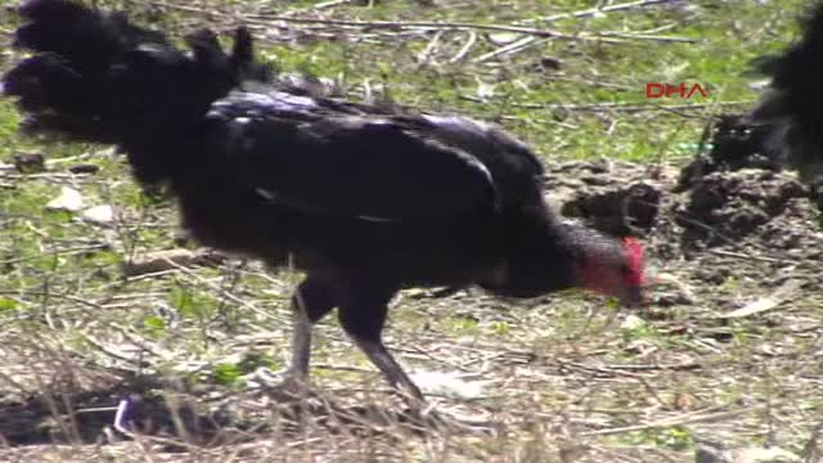 Muşlu Besicinin 5 Parmaklı Tavuklarını Köpekler Yedi