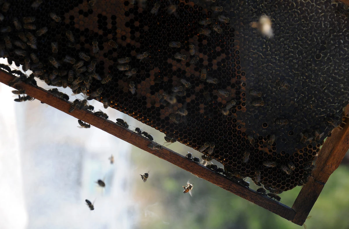 Arıların Bal İzi Akıllı İzotop Yöntemiyle Belirlendi
