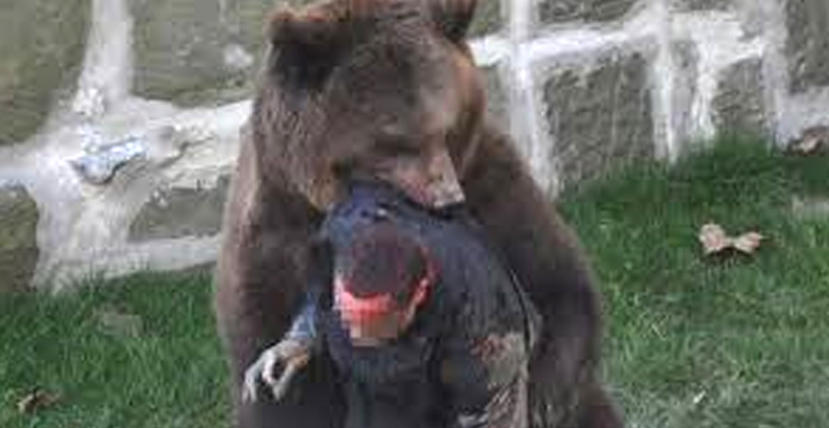 İsviçre'de Hayvanat Bahçesindeki Ayı Saldırısı Kamerada
