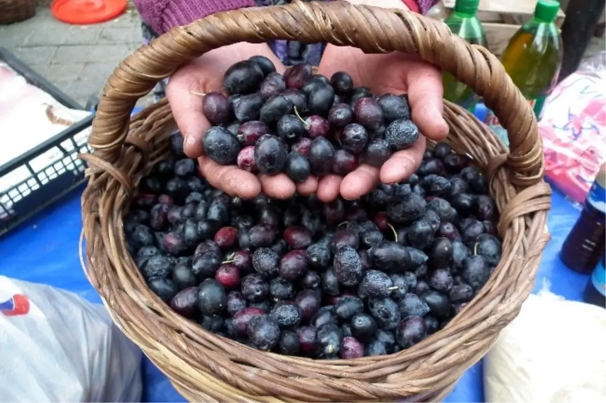 Zeytin Ağaçlarında Yayılan Sinsi Hastalığa Dikkat