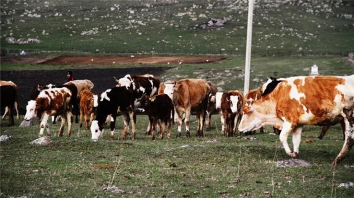 Tüik 2013 Yılı Hayvansal Üretim İstatistikleri Açıklandı