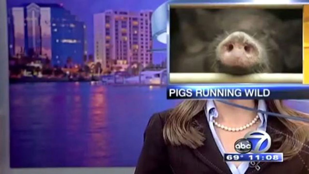 En Komik Canlı Yayın Kazaları