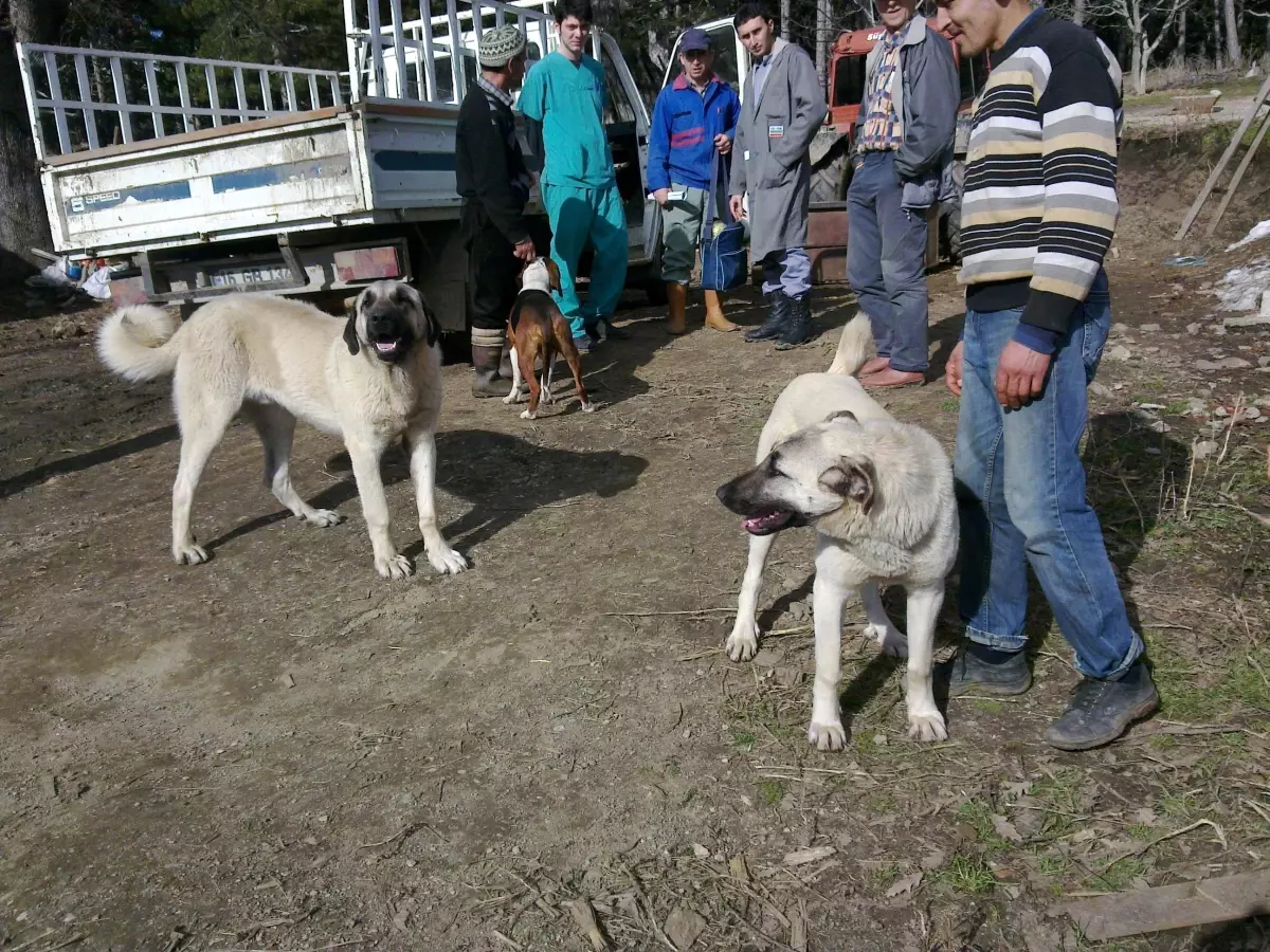 Kırklareli\'de Av Köpeklerine Kuduz Aşısı Vurludu