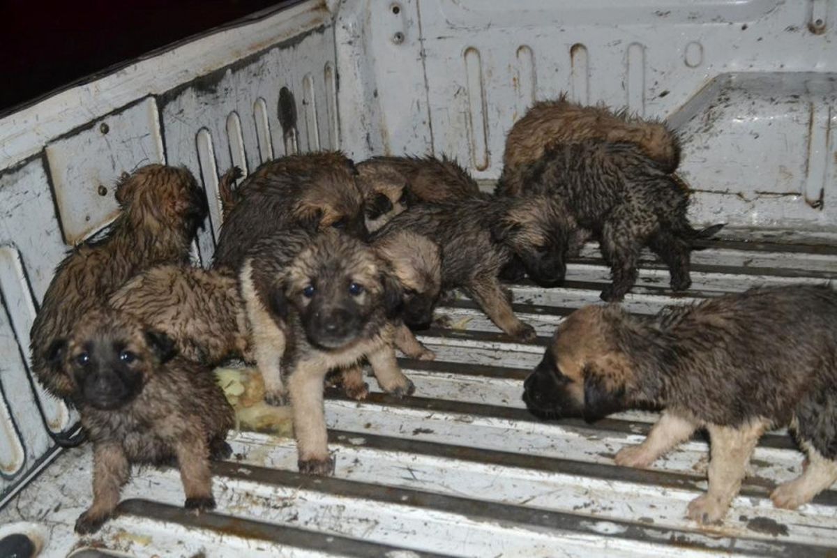 Boş Evde Ölüme Terk Edilmiş 20 Köpek Bulundu