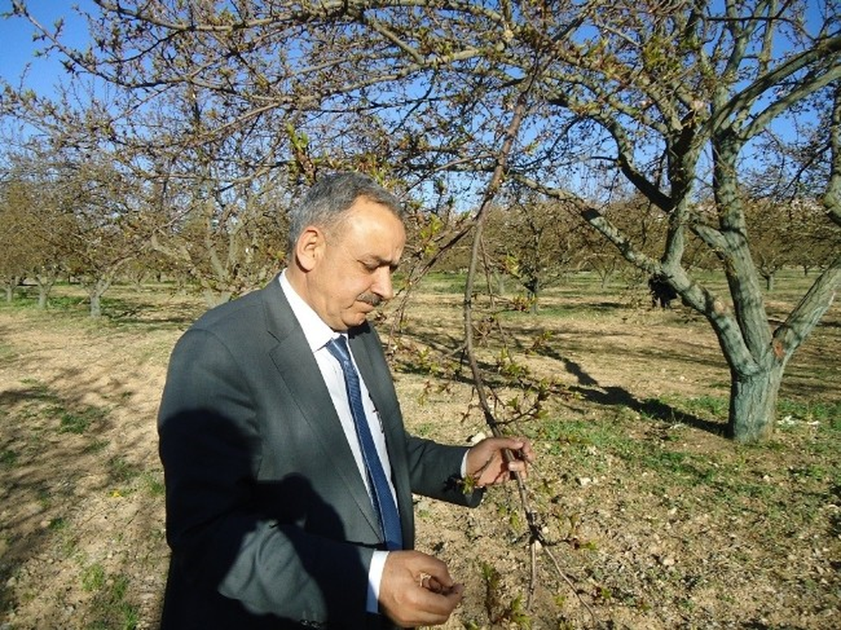 Kayısı Araştırma İstasyonundan Don Açıklaması