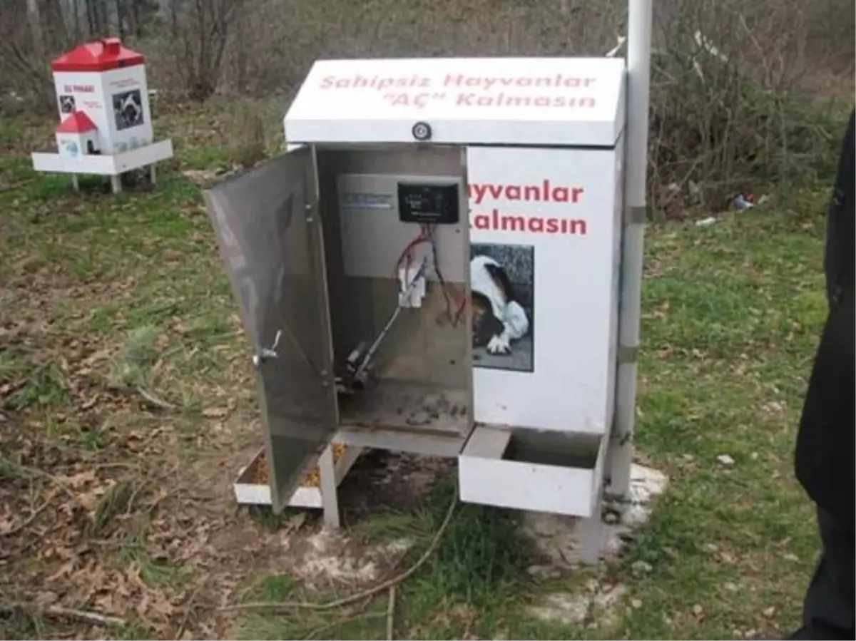 Sokak Köpeklerine Yem Bırakıldı