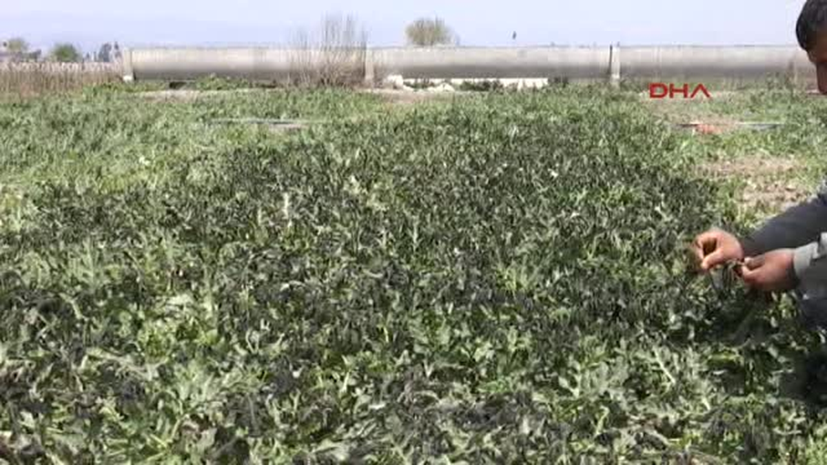 Fırtına, Tarsus\'ta Turfanda Karpuzu Vurdu