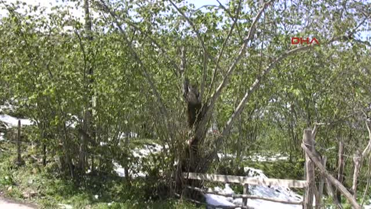 Giresun Ziraat Odası Fındıkta Yüzde 70\'in Üzerinde Zarar Var