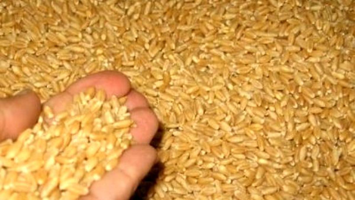 Uşak Ticaret Borsası\'nda Buğday 0,85 Lira