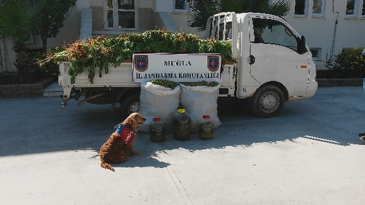58 Kilo Esrar ve 4 Bin 500 Kök Kenervi Ele Geçirildi