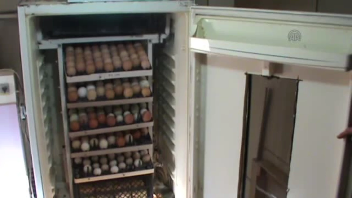 Buzdolabından kuluçka makinesi yaptı -