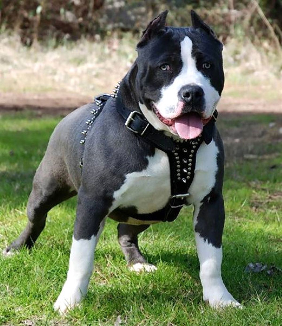 Sakarya\'da İnternetten Pitbull Satışına, Para Cezası