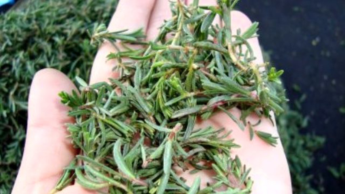 Denizli Ticaret Borsasında Kekik 7,5 lira