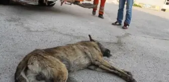 Otomobiliyle Köpeği Ezen Şahıs Sırra Kadem Bastı