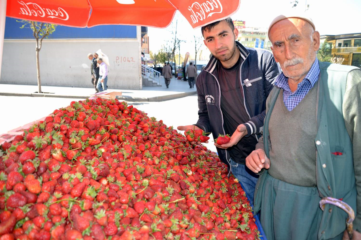 Siirt\'te Çilek Bolluğu