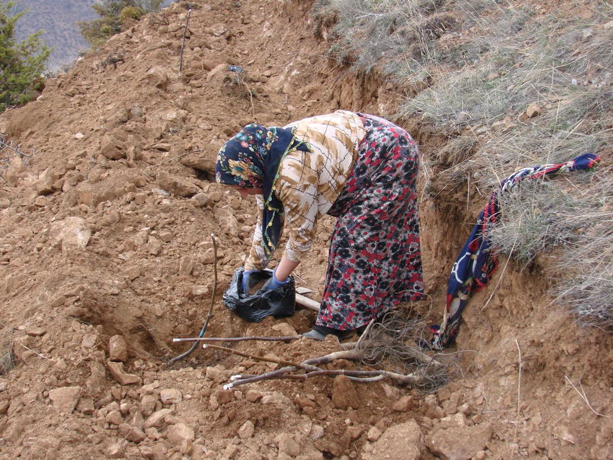 Türkiye'nin En Büyük Ceviz Bahçesini Kurmayı Hedefliyor