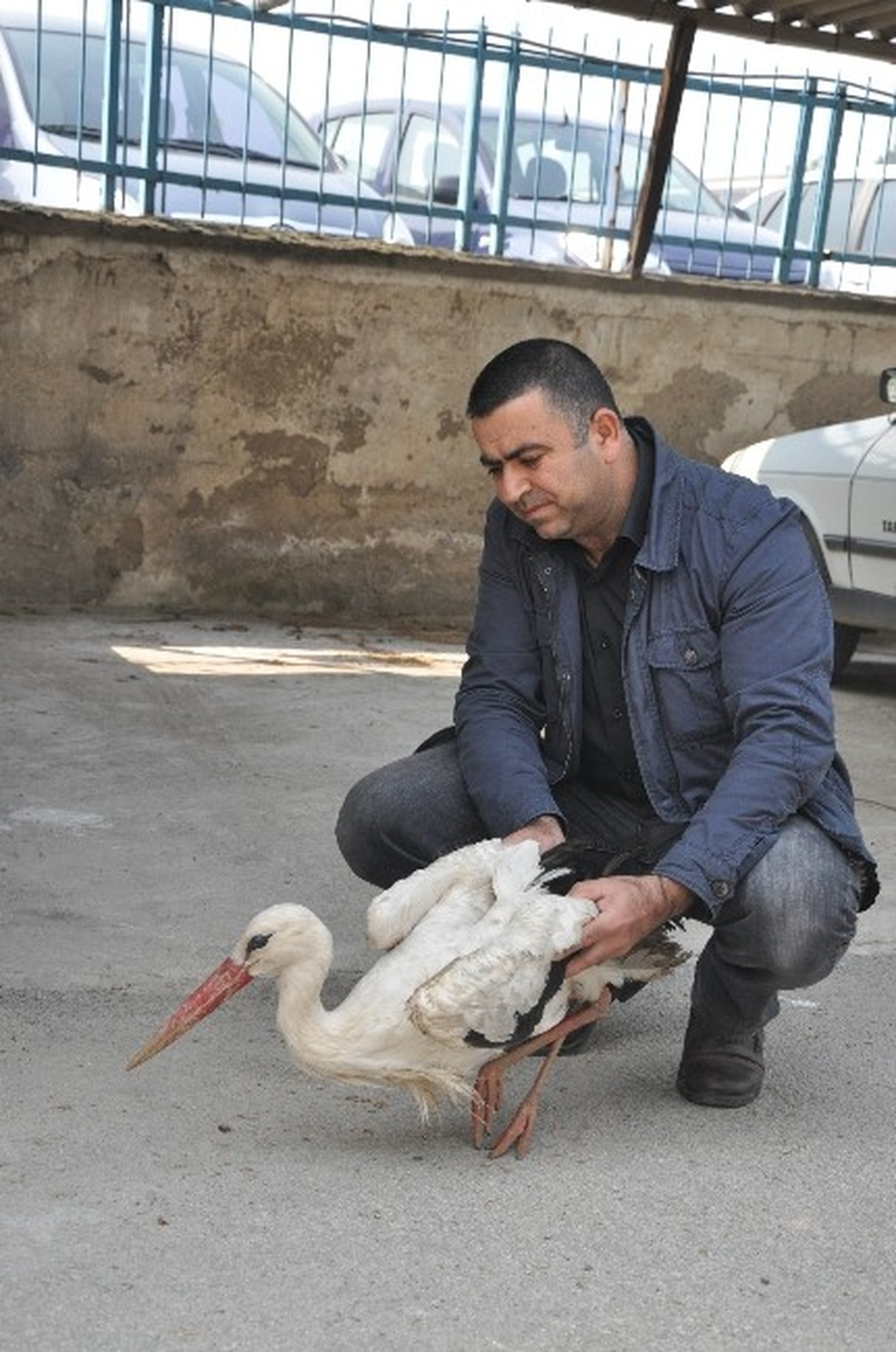 Yaralı Leyleğe İnsanlık Görevi