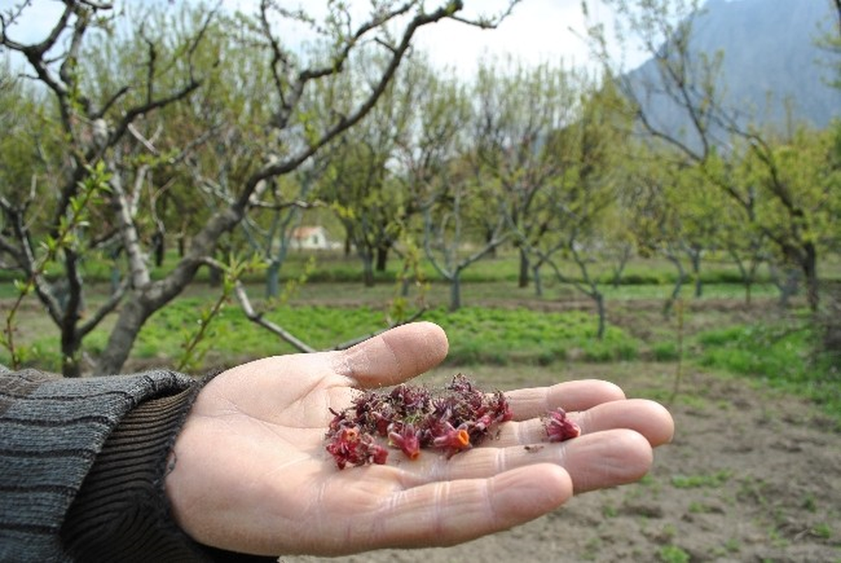 Amasya Elmasını Don Vurdu
