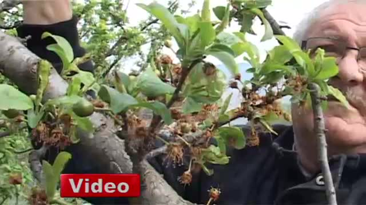 Amasya Elmasını Don Vurdu