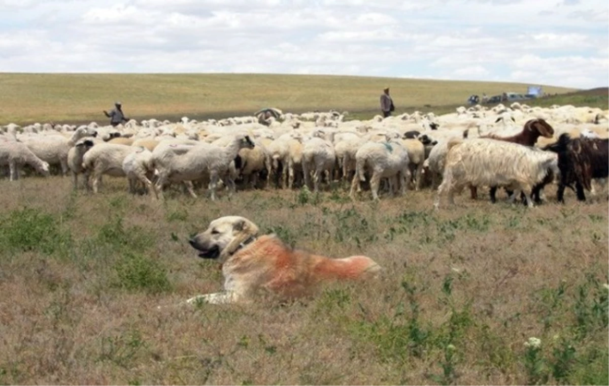 Ankara\'nın Sürüleri Sertifikalı Çobanlara Emanet