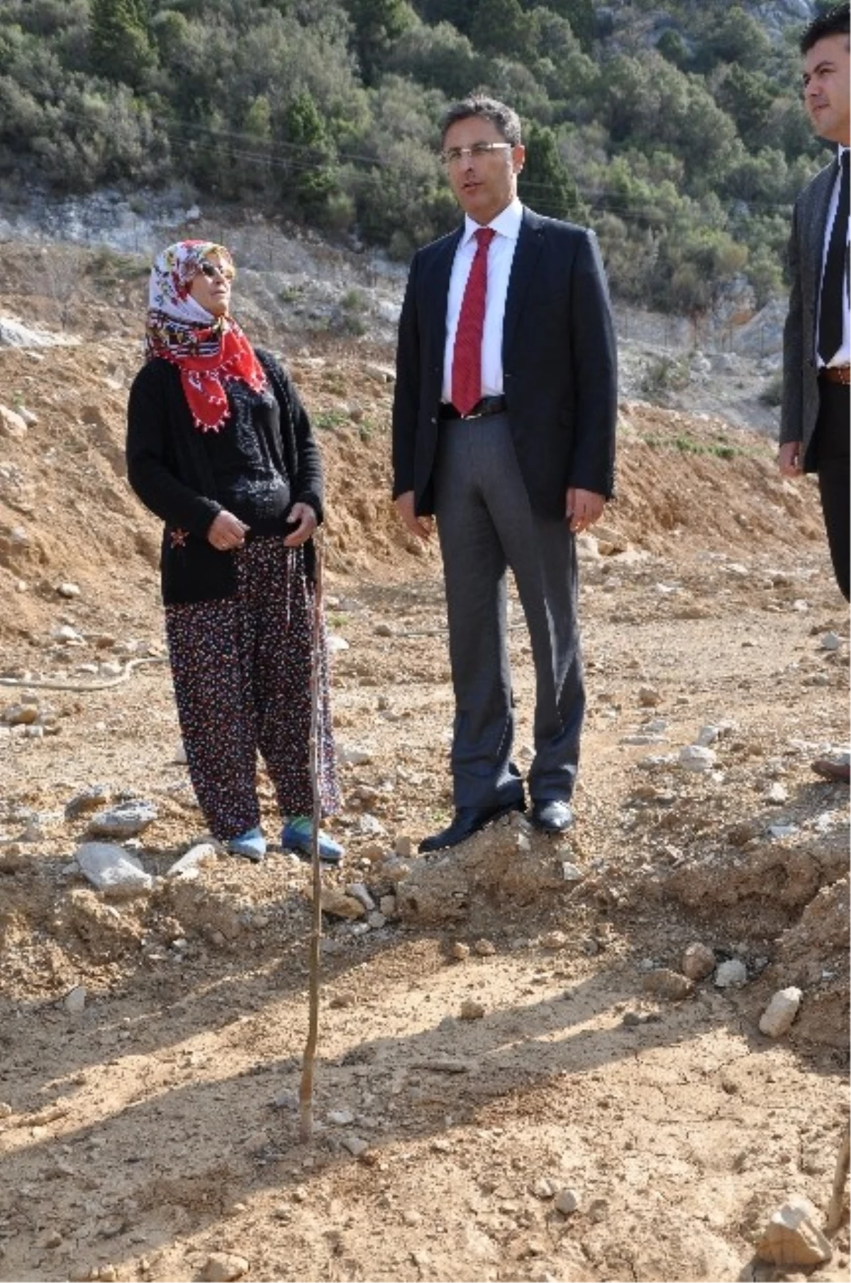 Gazipaşa\'da Örnek Ceviz Bahçesi Kuruldu