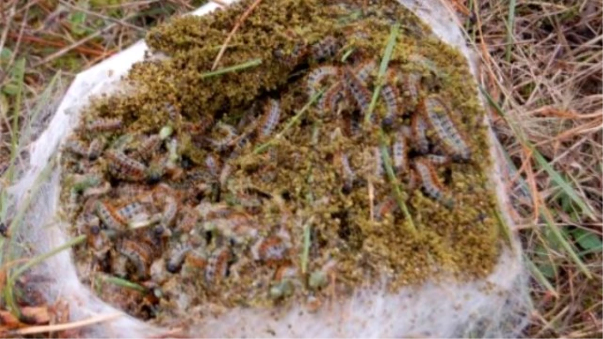 Hanönü\'de Çam Kese Böceği Toplama Çalışmaları