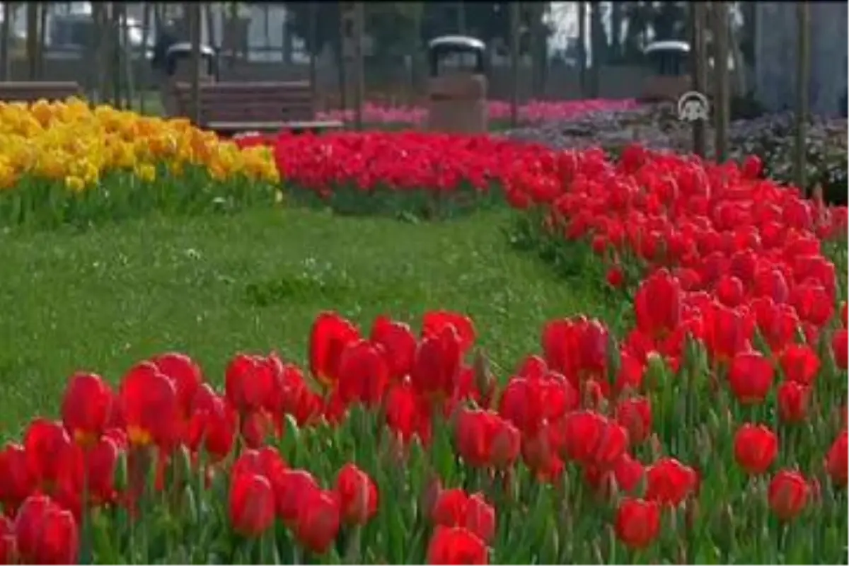 İstanbul\'da Lale Zamanı