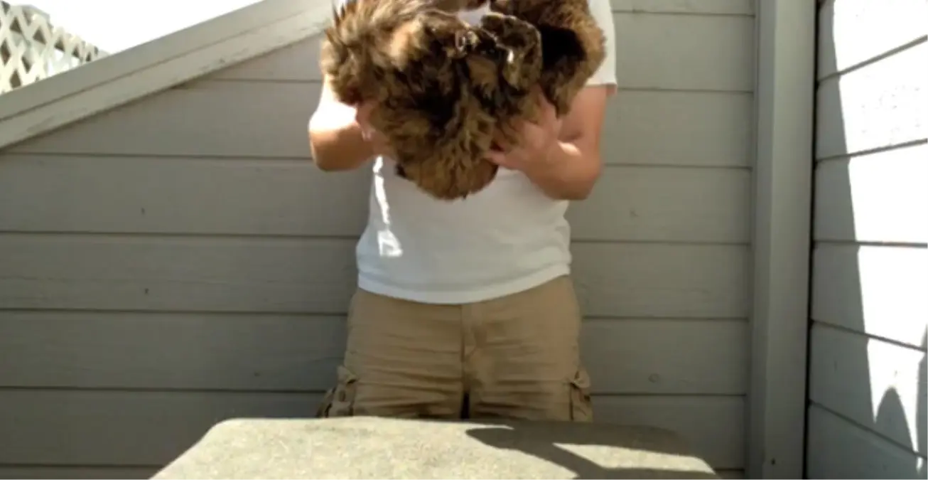 Kediler Dört Ayak Üstüne Nasıl Düşer?