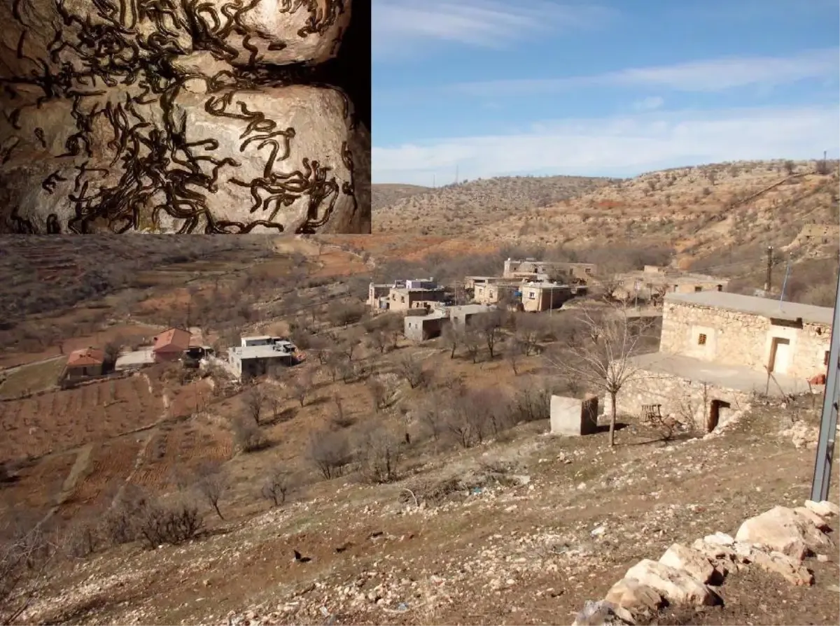 Köyü Solucanlar Bastı